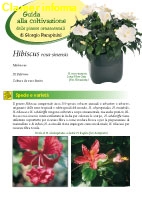 Hibiscus rosa-sinensis - III Edizione 2012 - Scheda di coltivazione 