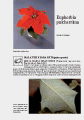 Scheda di coltivazione completa Euphorbia Pulcherrima