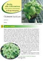 Ocimum basilicum 2013