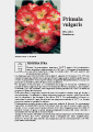 Scheda di coltivazione Primula vulgaris